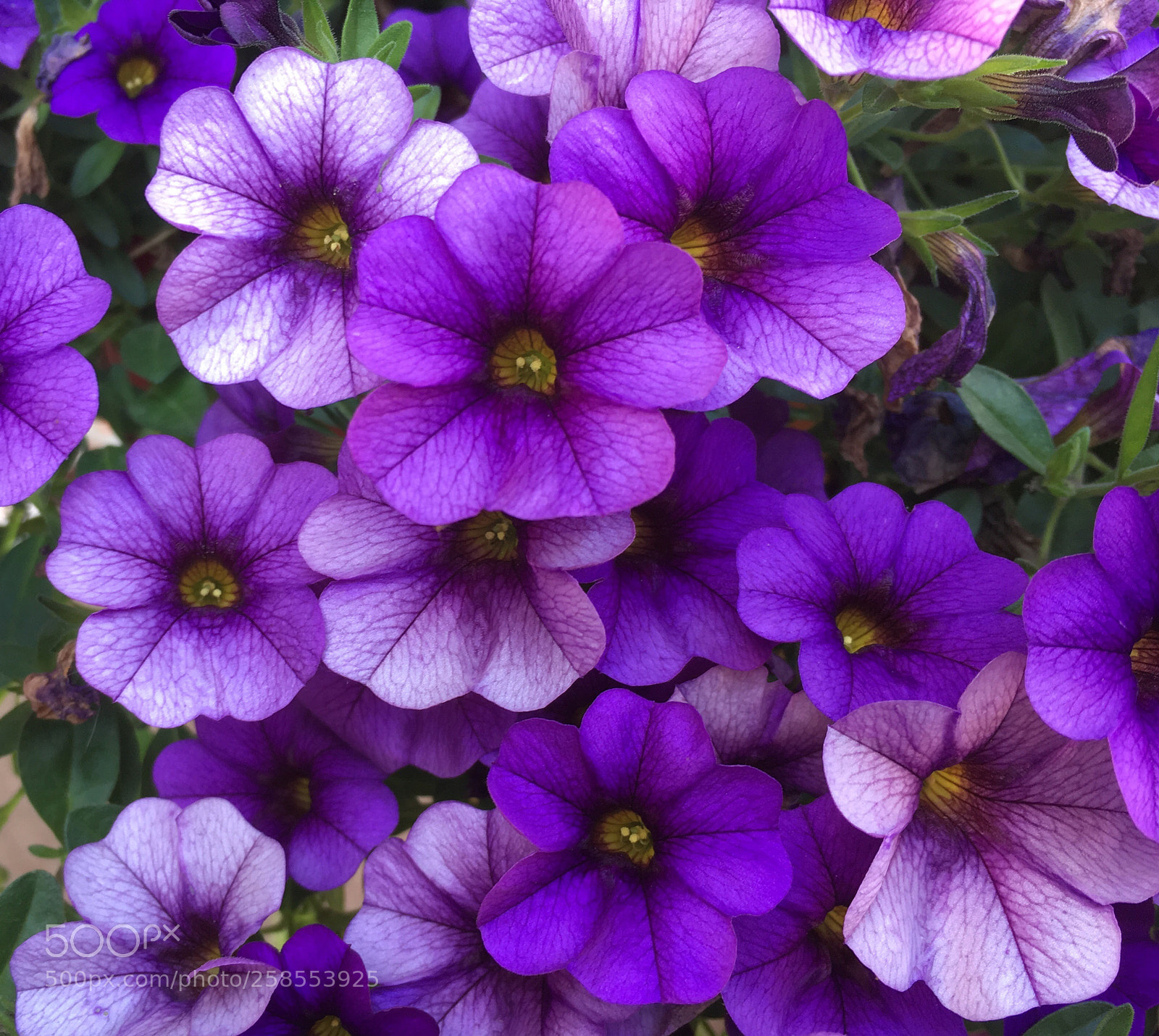 Apple iPhone SE sample photo. Spring photography