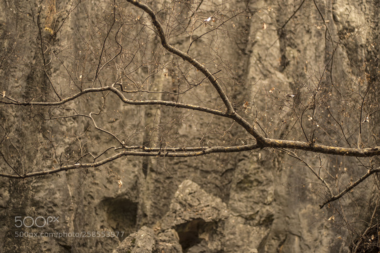 Nikon D600 sample photo. Tree branch photography
