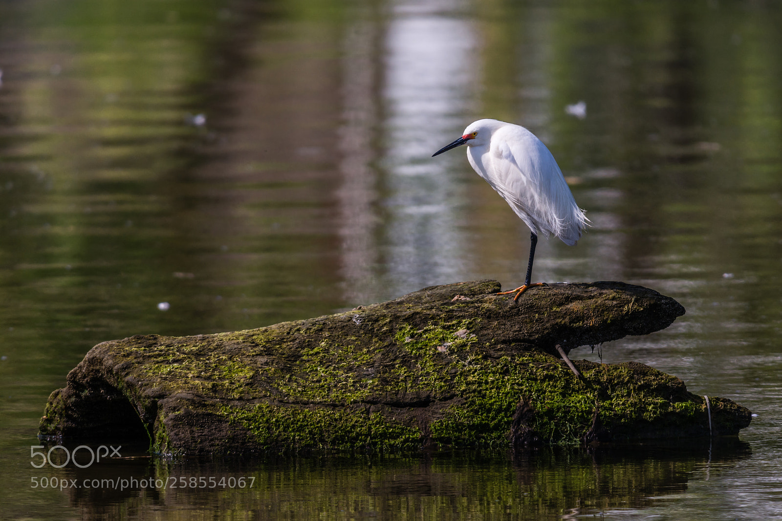 Nikon D7100 sample photo. White egret resting on photography