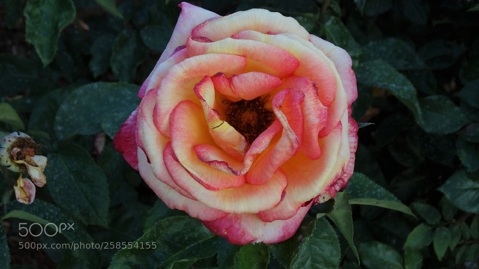 Sony Cyber-shot DSC-HX300 sample photo. Open photography