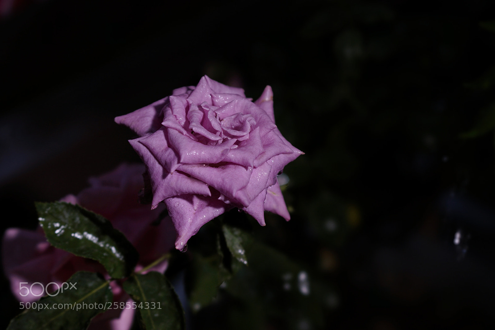 Sony a7 II sample photo. 藕荷色的月季 photography