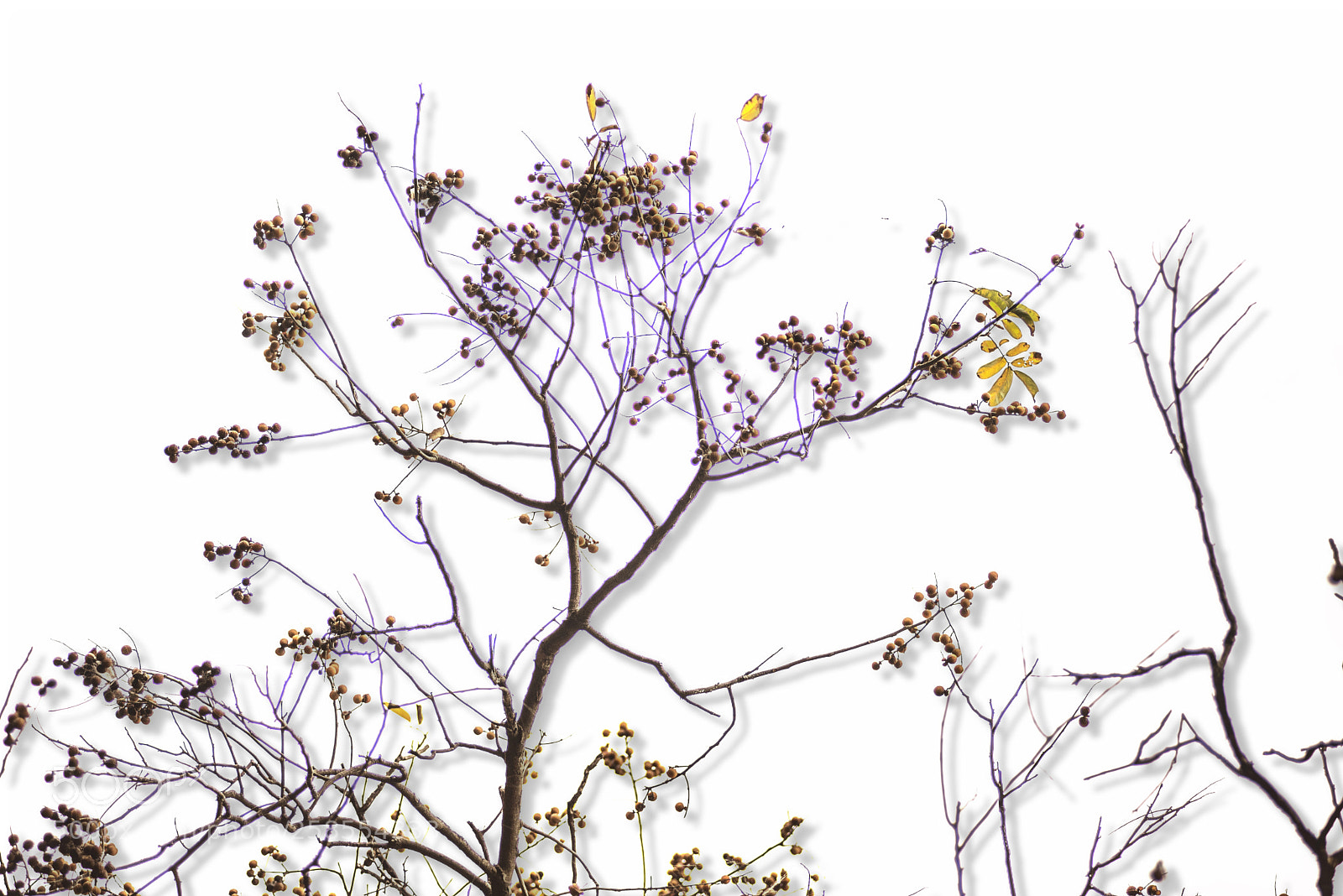 Nikon D600 sample photo. Shadow tree photography
