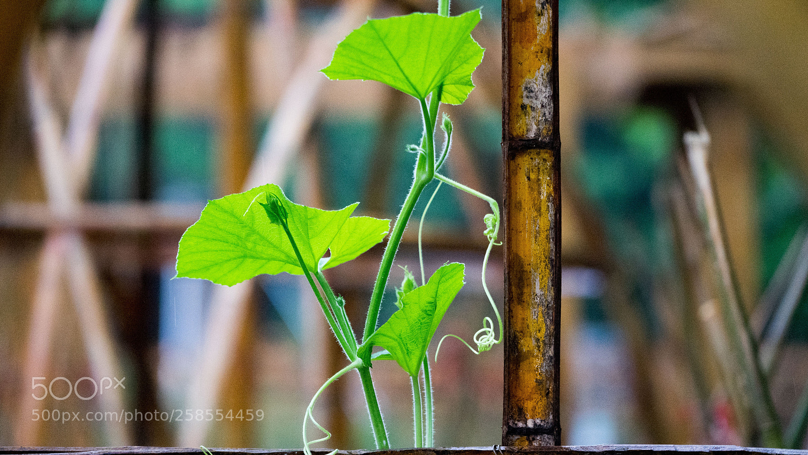 Sony a7 sample photo. Untitled photography