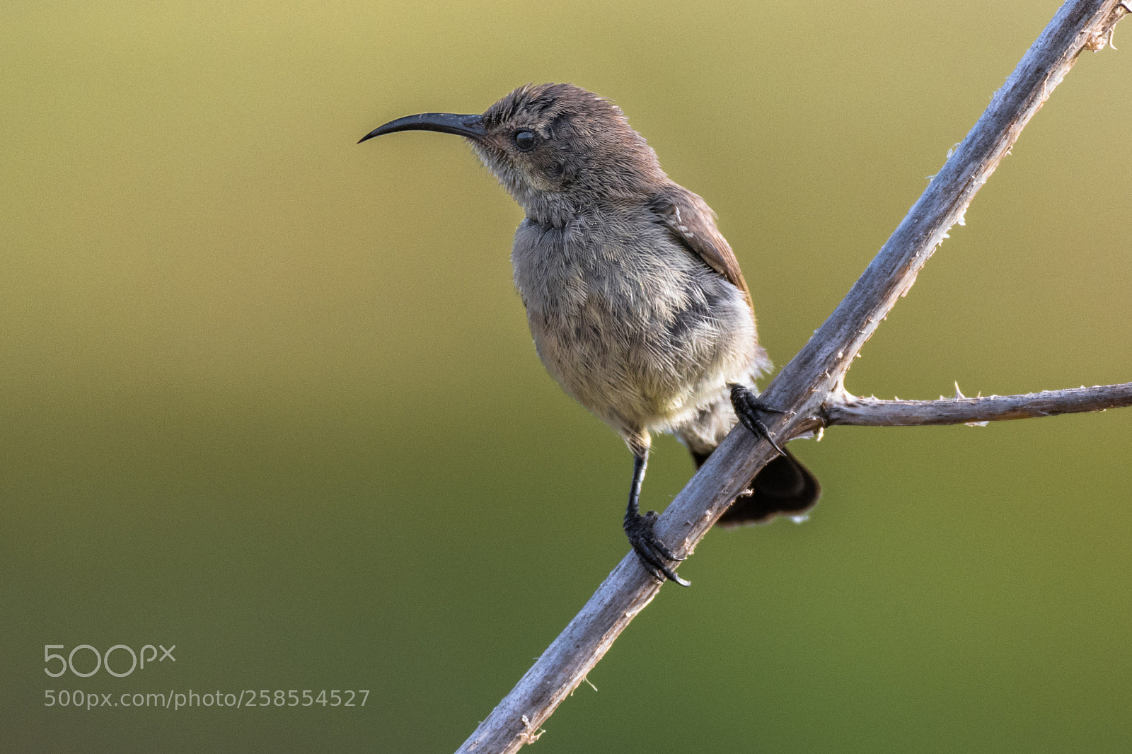 Nikon D850 sample photo. Sunbird photography