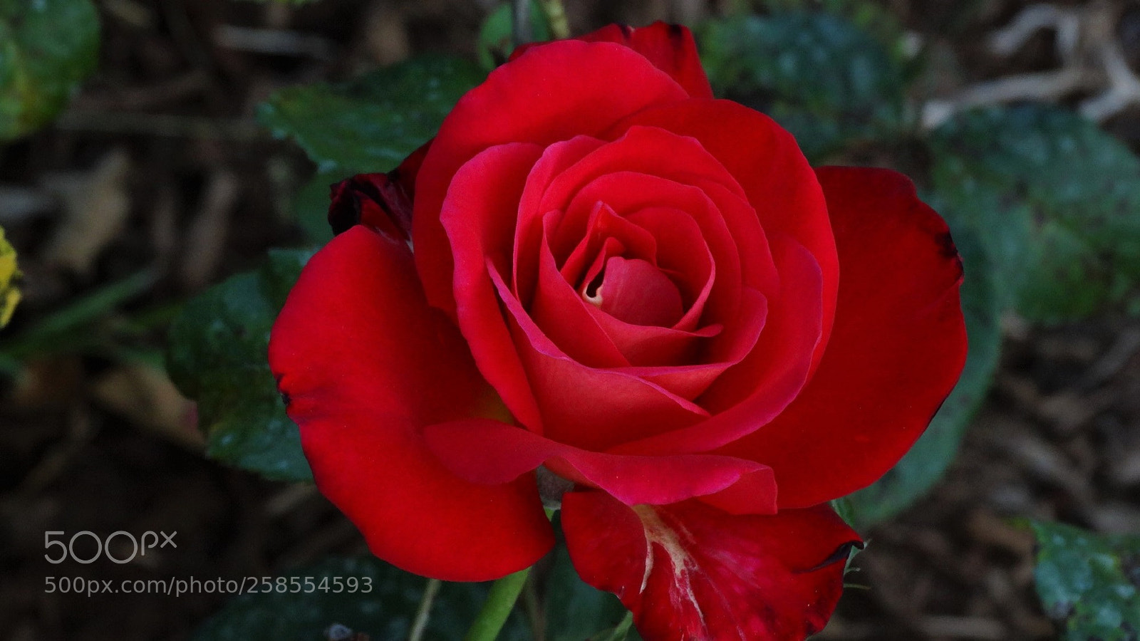 Sony Cyber-shot DSC-HX300 sample photo. Lovely photography