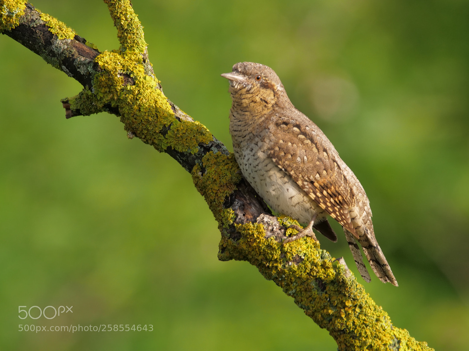 Panasonic Lumix DC-GH5 sample photo. Wryneck in my backyard photography
