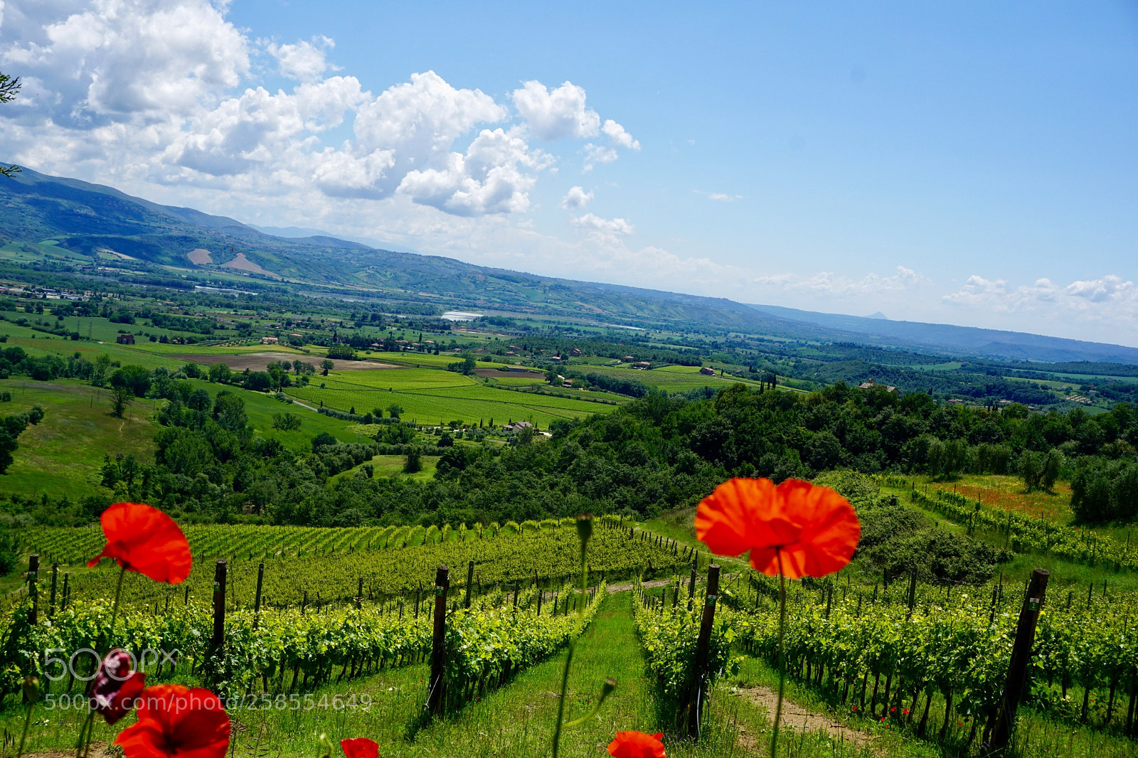 Sony a6000 sample photo. La vigna photography