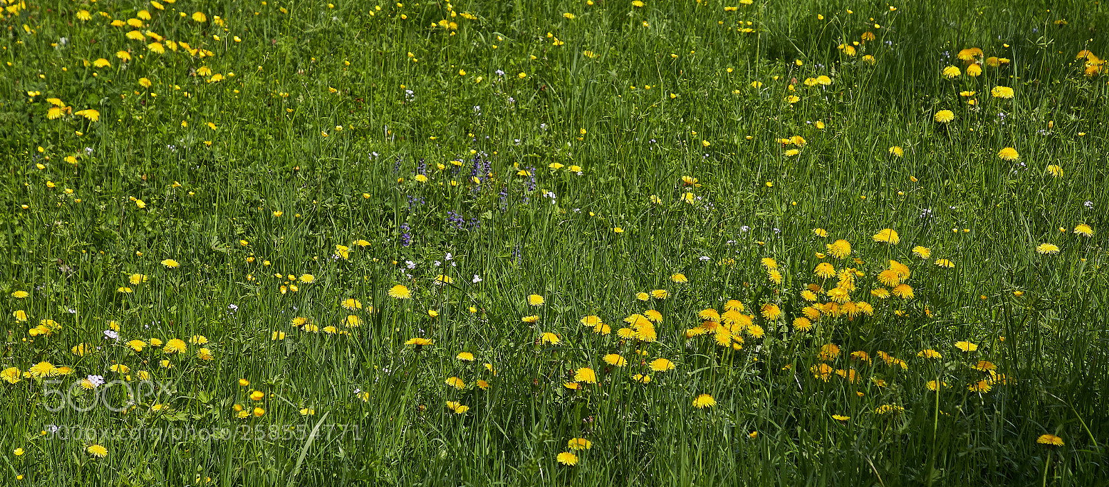 Canon EOS 6D sample photo. More green photography