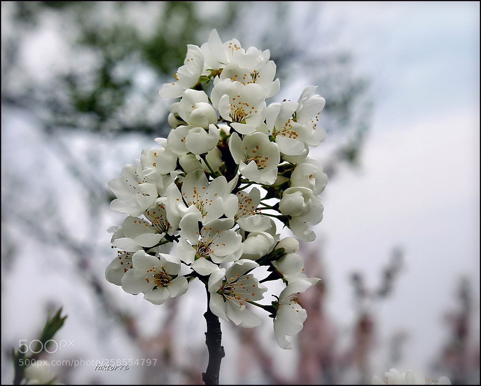 Canon EOS 1100D (EOS Rebel T3 / EOS Kiss X50) sample photo. Img..✔.. photography