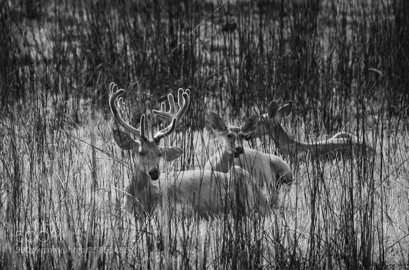 Nikon D7000 sample photo. Afternoon nap. photography
