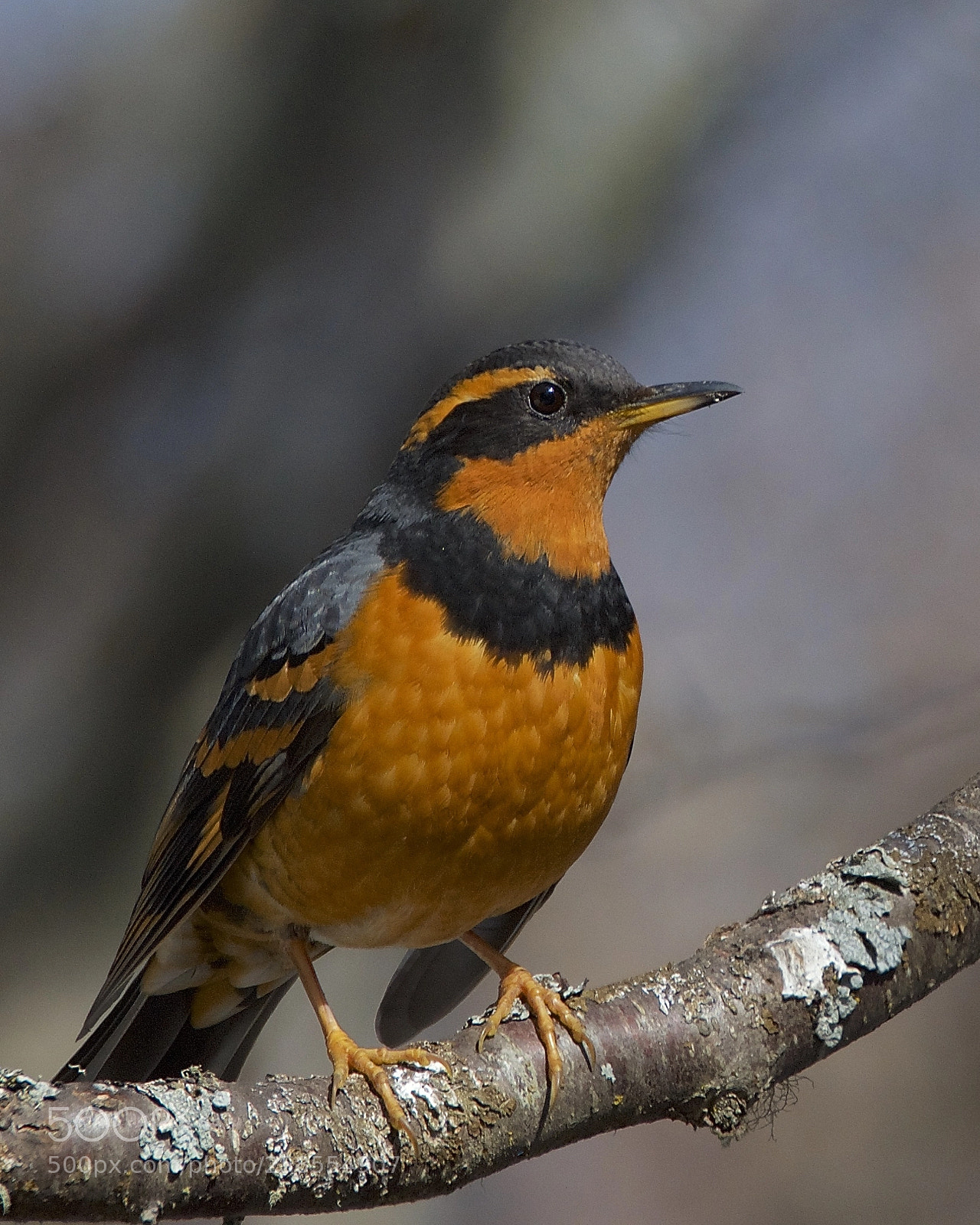 Nikon D7000 sample photo. Varied thrush photography