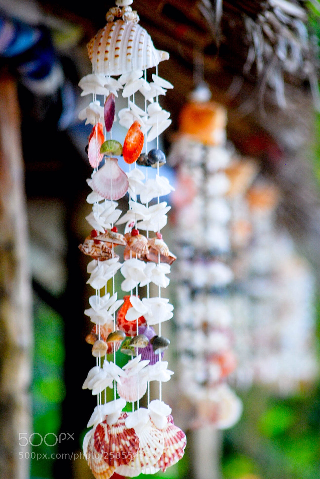 Nikon D40X sample photo. Shell
 photography