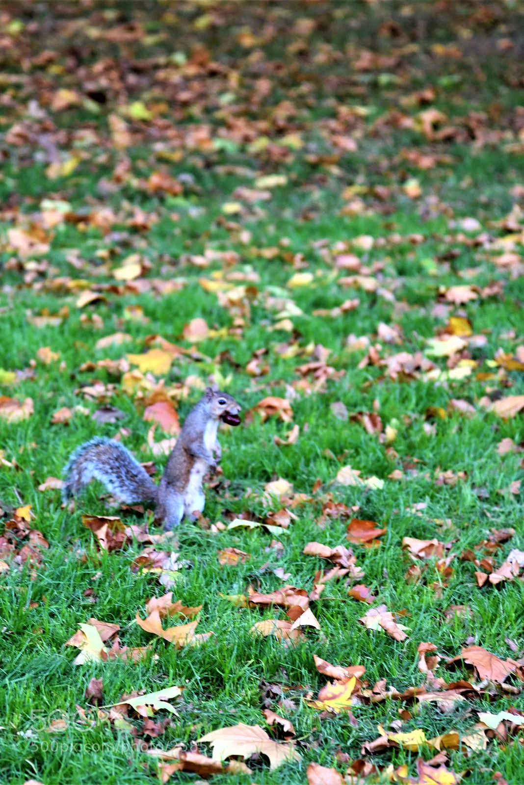 Nikon D750 sample photo. Hyde park photography