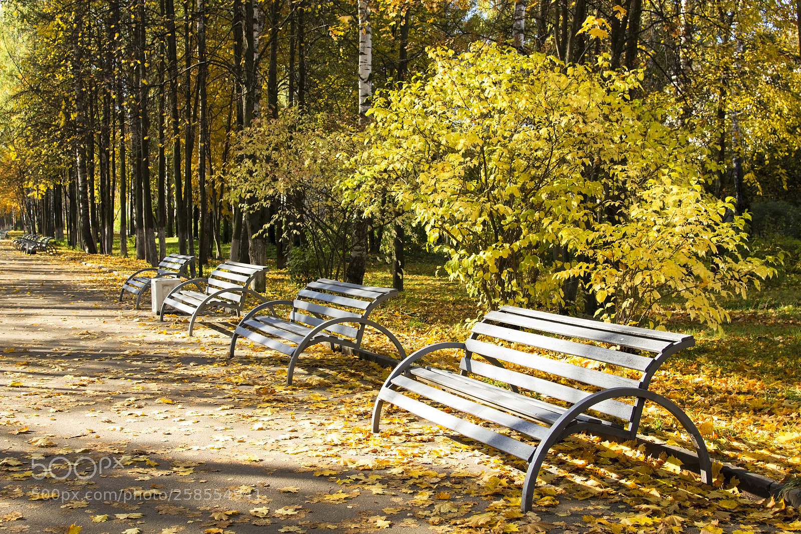 Canon EOS 550D (EOS Rebel T2i / EOS Kiss X4) sample photo. Avenue of golden autumn. photography
