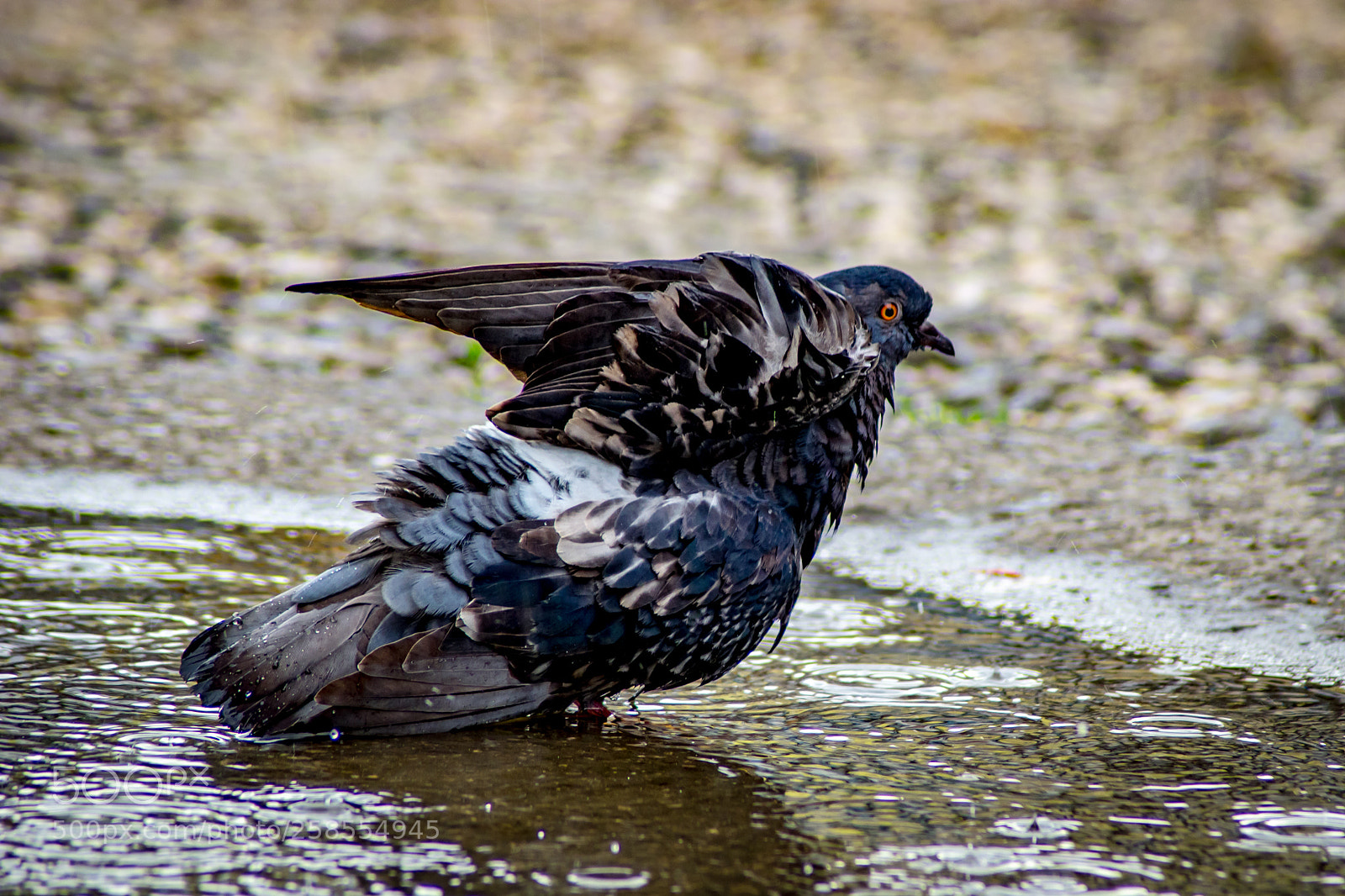 Nikon D3300 sample photo. #city_pidgeon photography