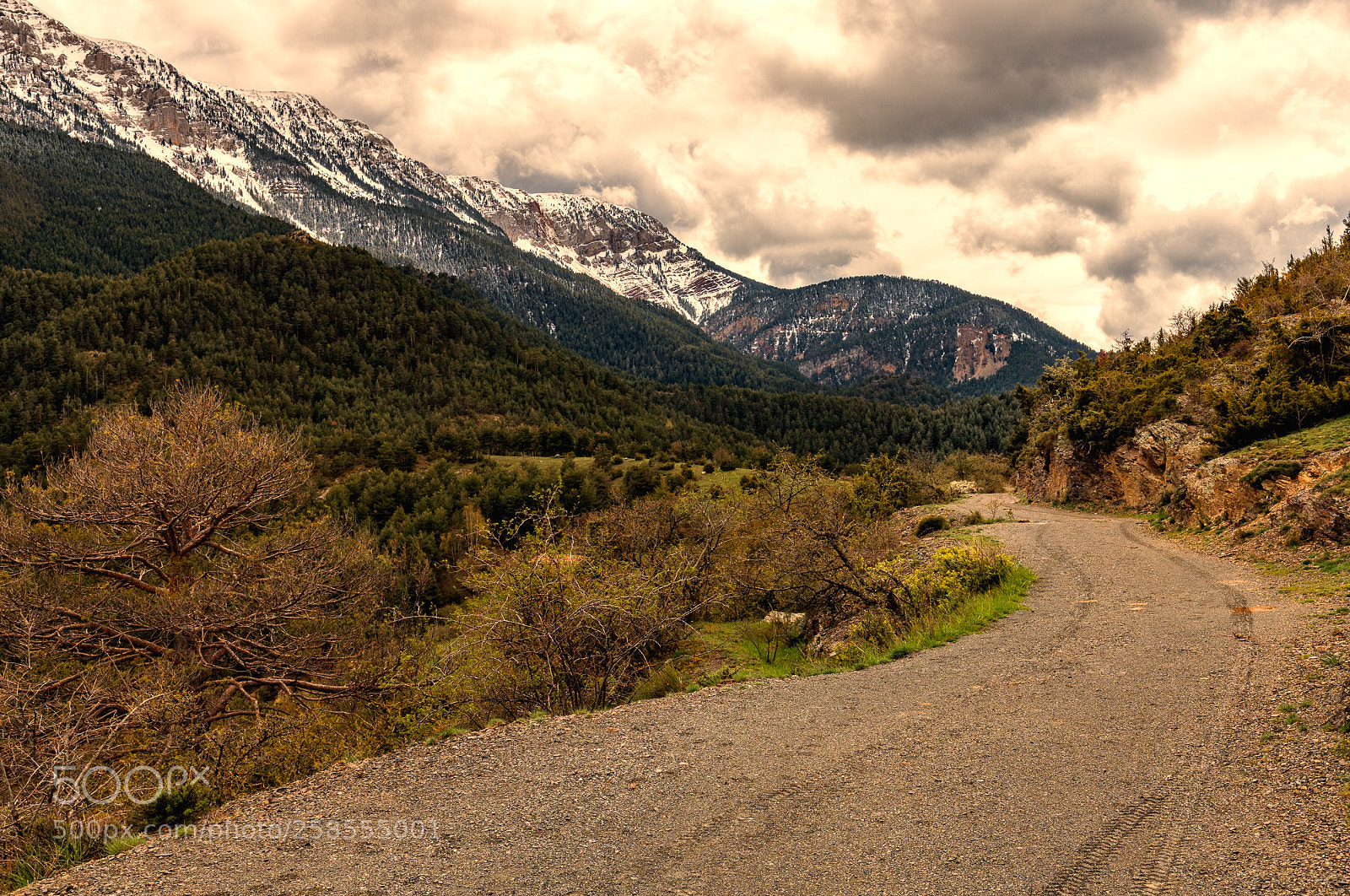 Nikon D850 sample photo. The road forward serra photography