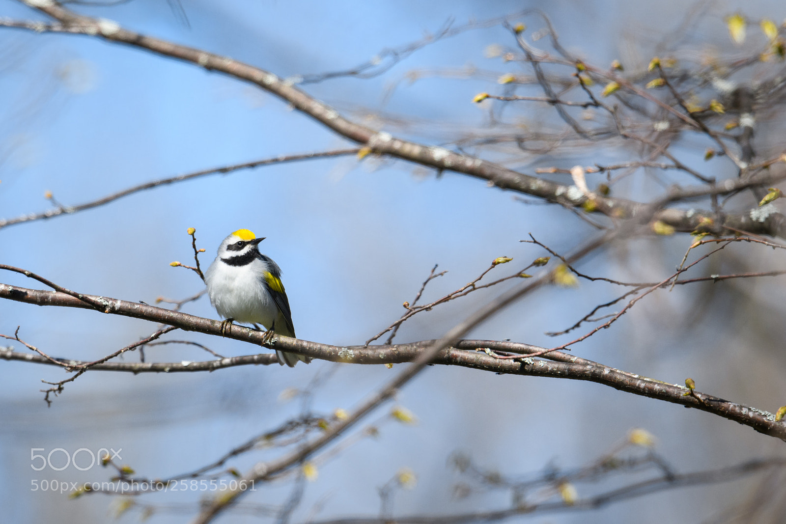Nikon D850 sample photo. Golden winged warbler in photography
