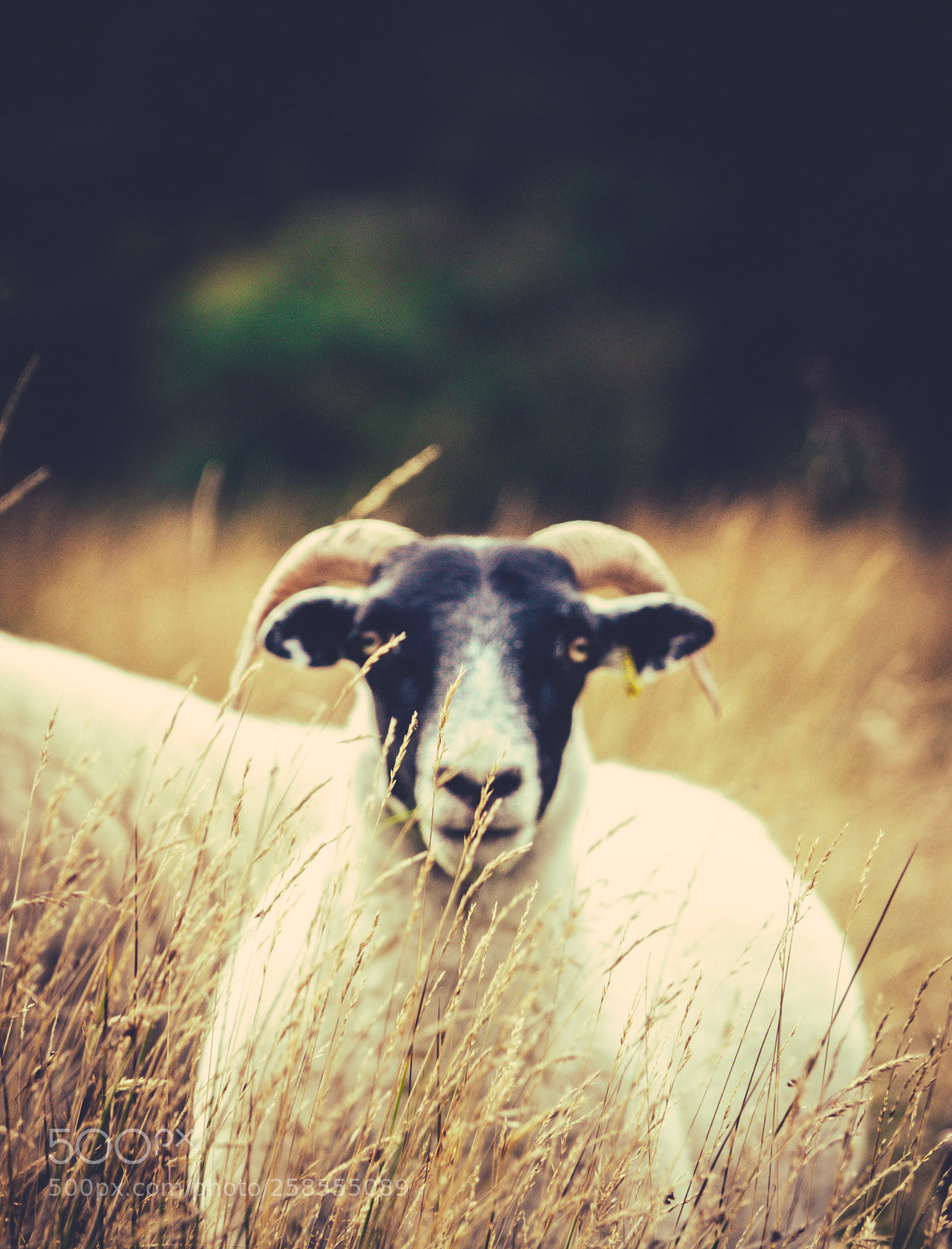 Sony Cyber-shot DSC-RX10 III sample photo. Sheep in the long photography
