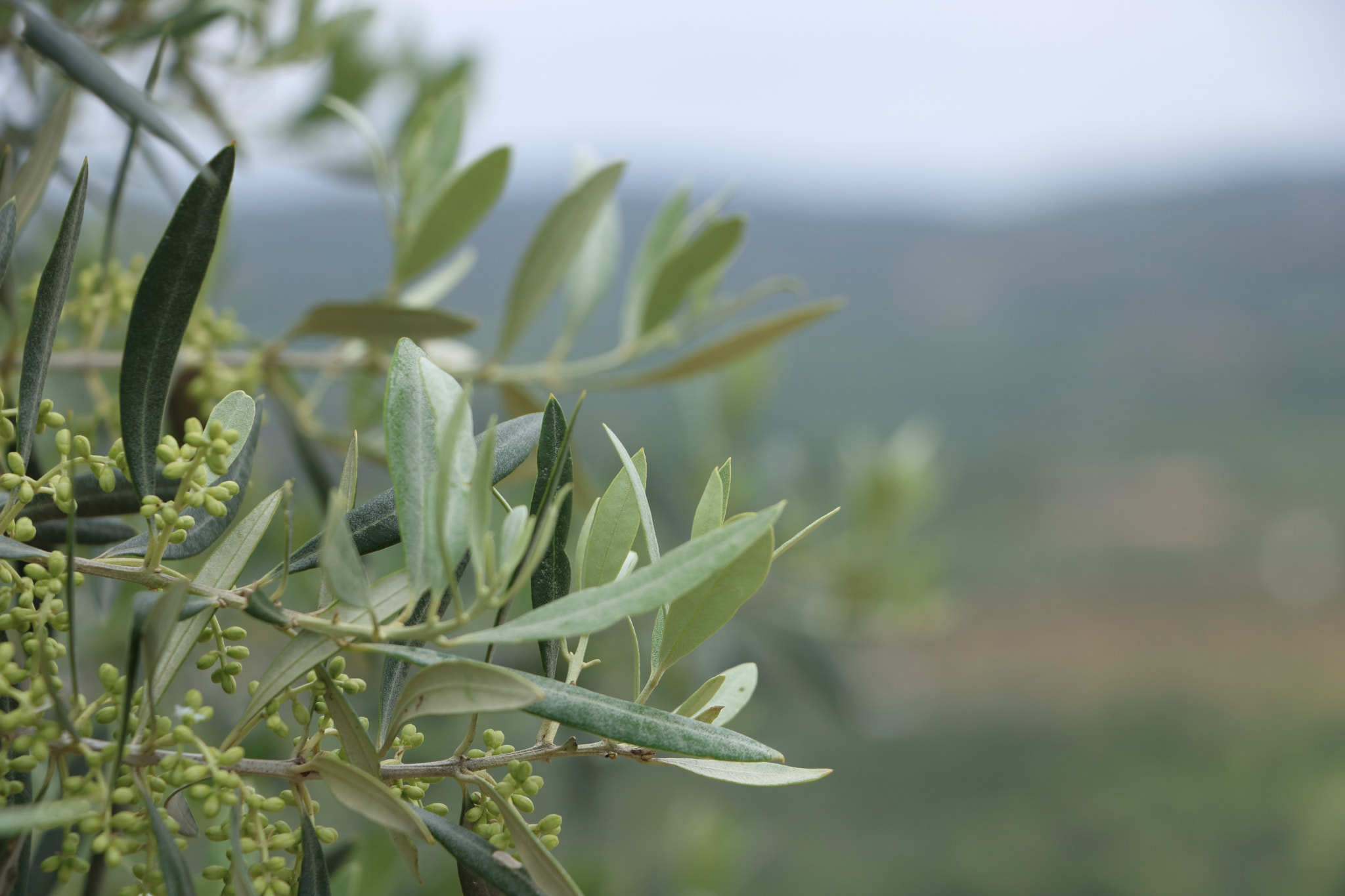 Canon EOS 750D (EOS Rebel T6i / EOS Kiss X8i) sample photo. Olive (un)focus photography