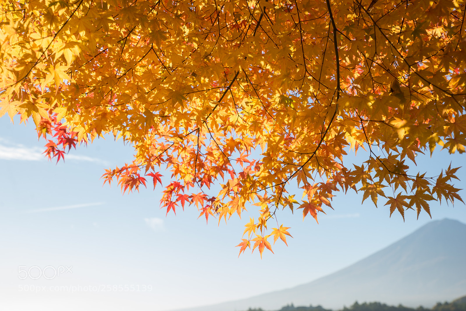 Nikon D610 sample photo. Colorful orange fall maple photography