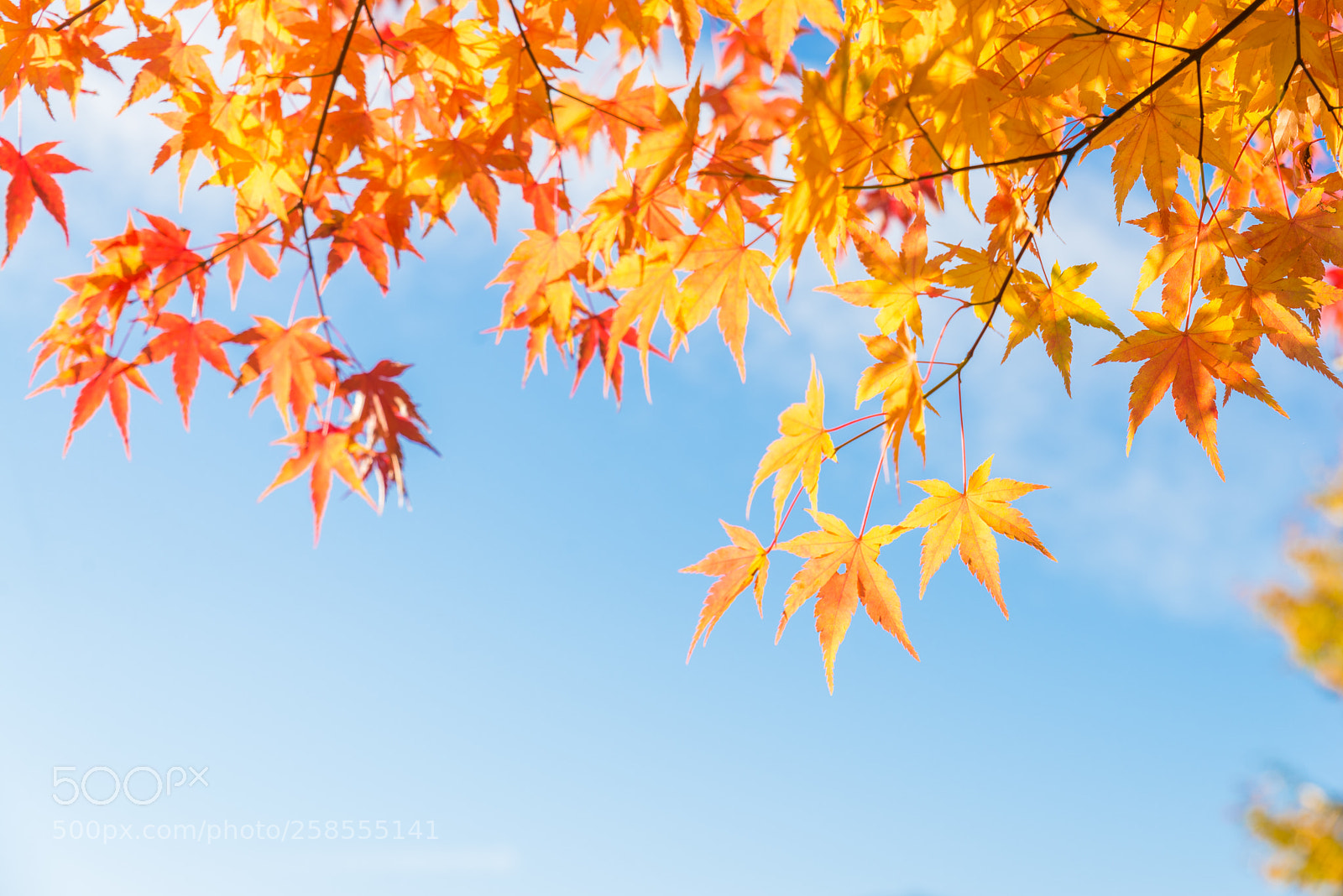 Nikon D610 sample photo. Colorful orange fall maple photography