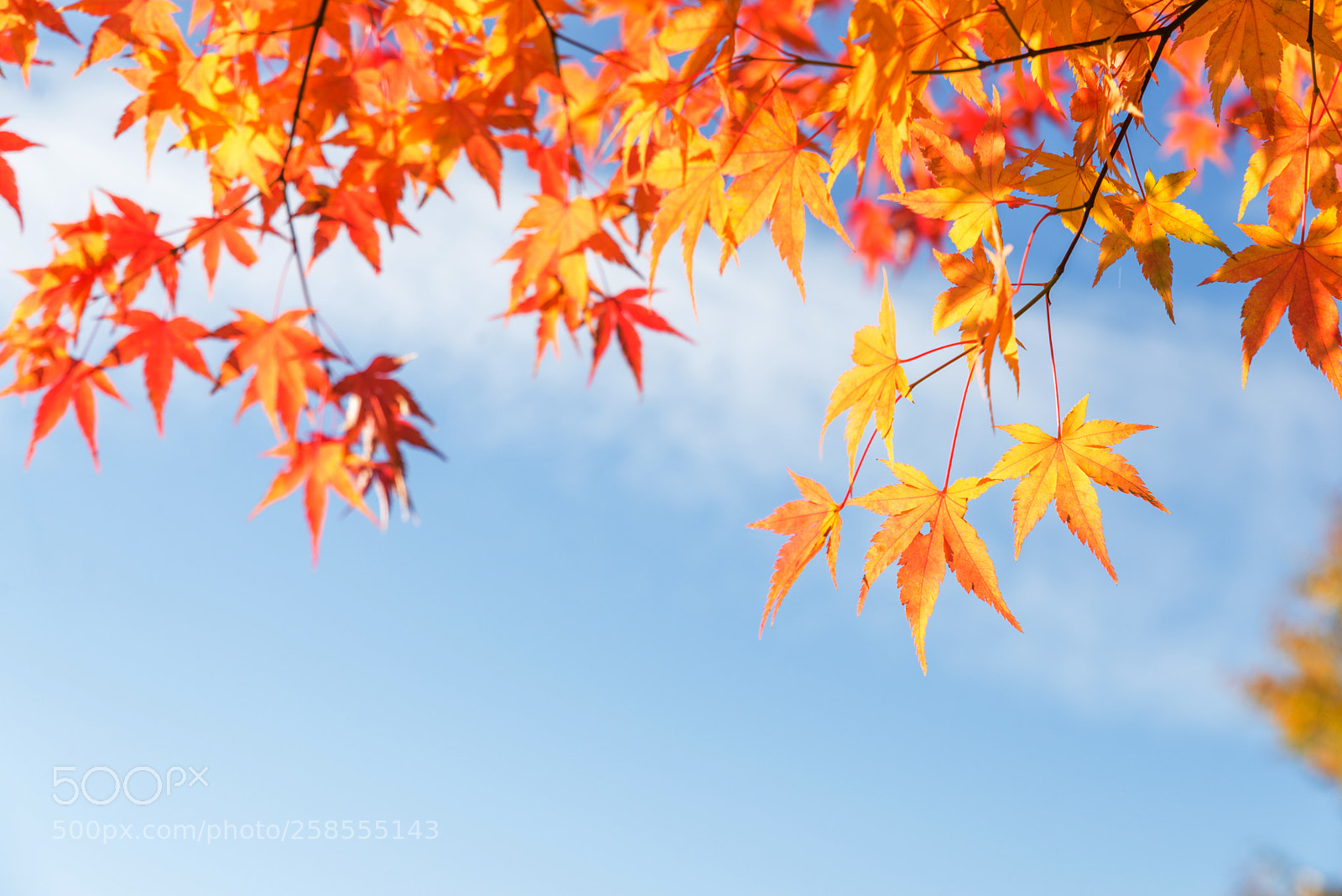 Nikon D610 sample photo. Colorful orange fall maple photography