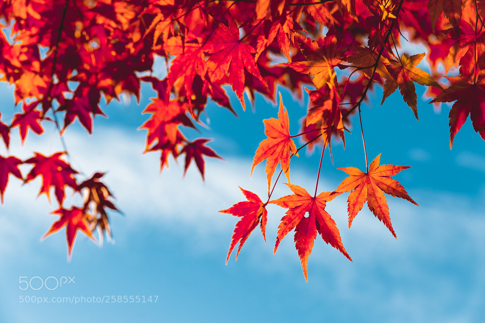 Nikon D610 sample photo. Colorful orange fall maple photography