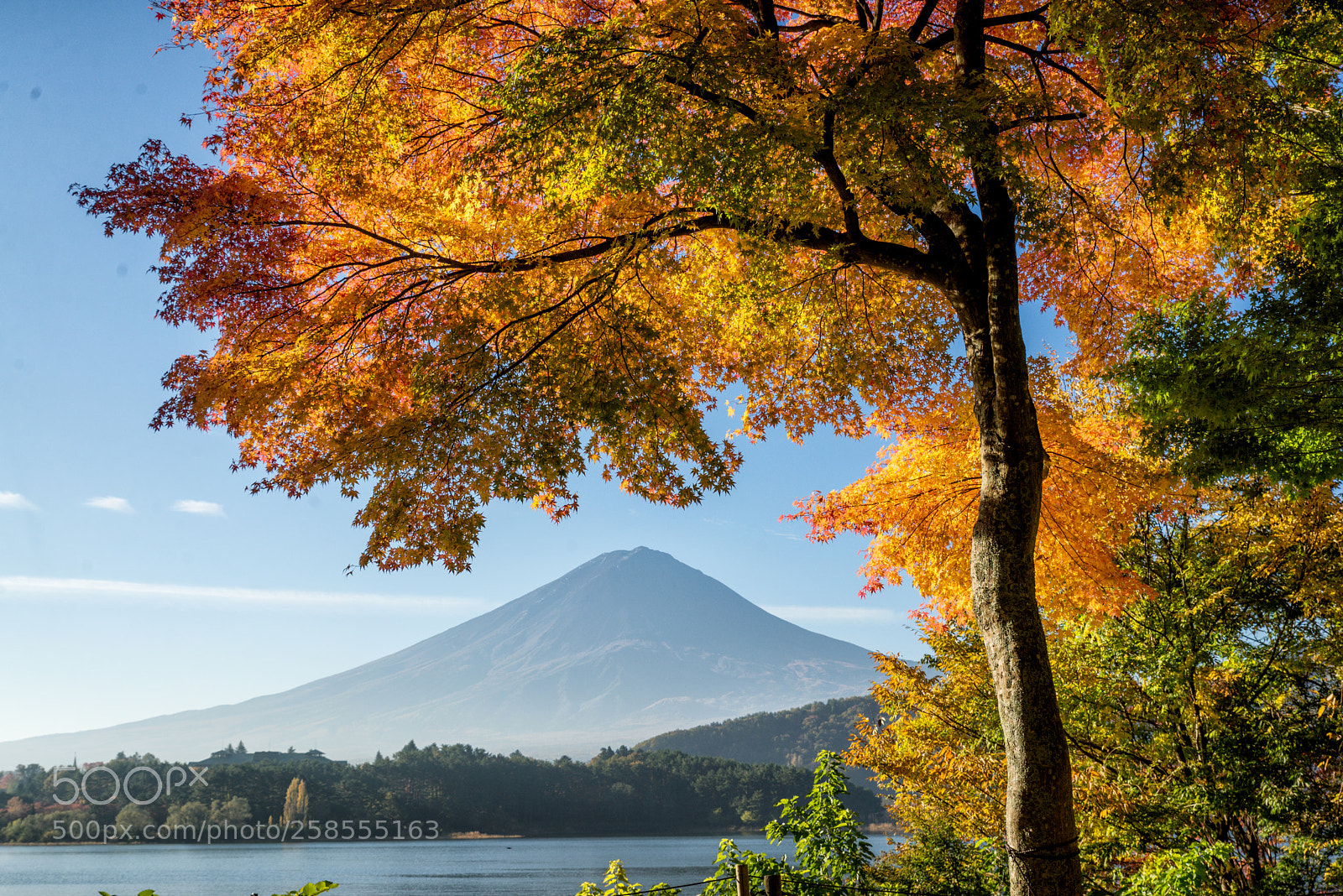 Nikon D610 sample photo. Mt.fuji in autumn on photography