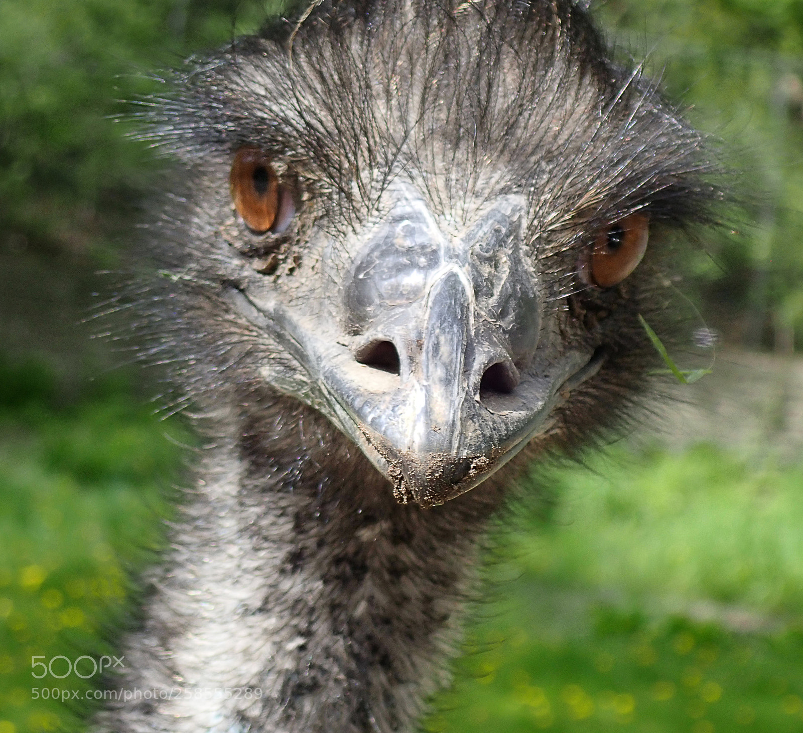 Olympus TG-5 sample photo. Who are emu looking photography