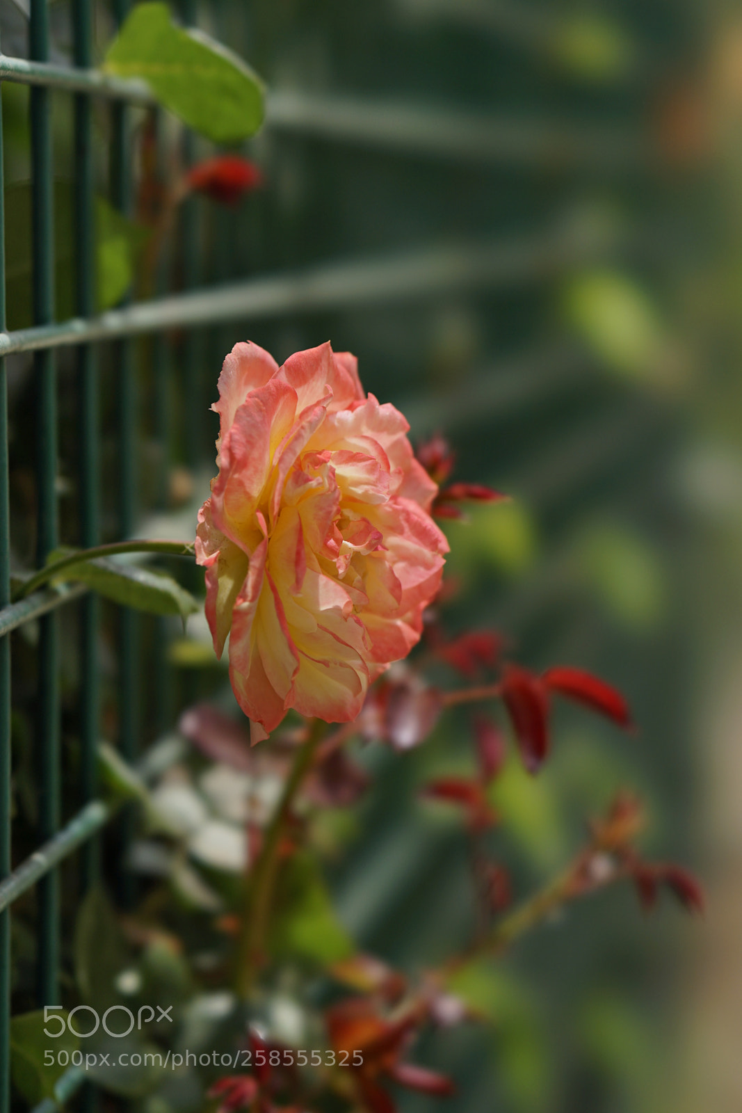 Sony a7 II sample photo. 牆 photography