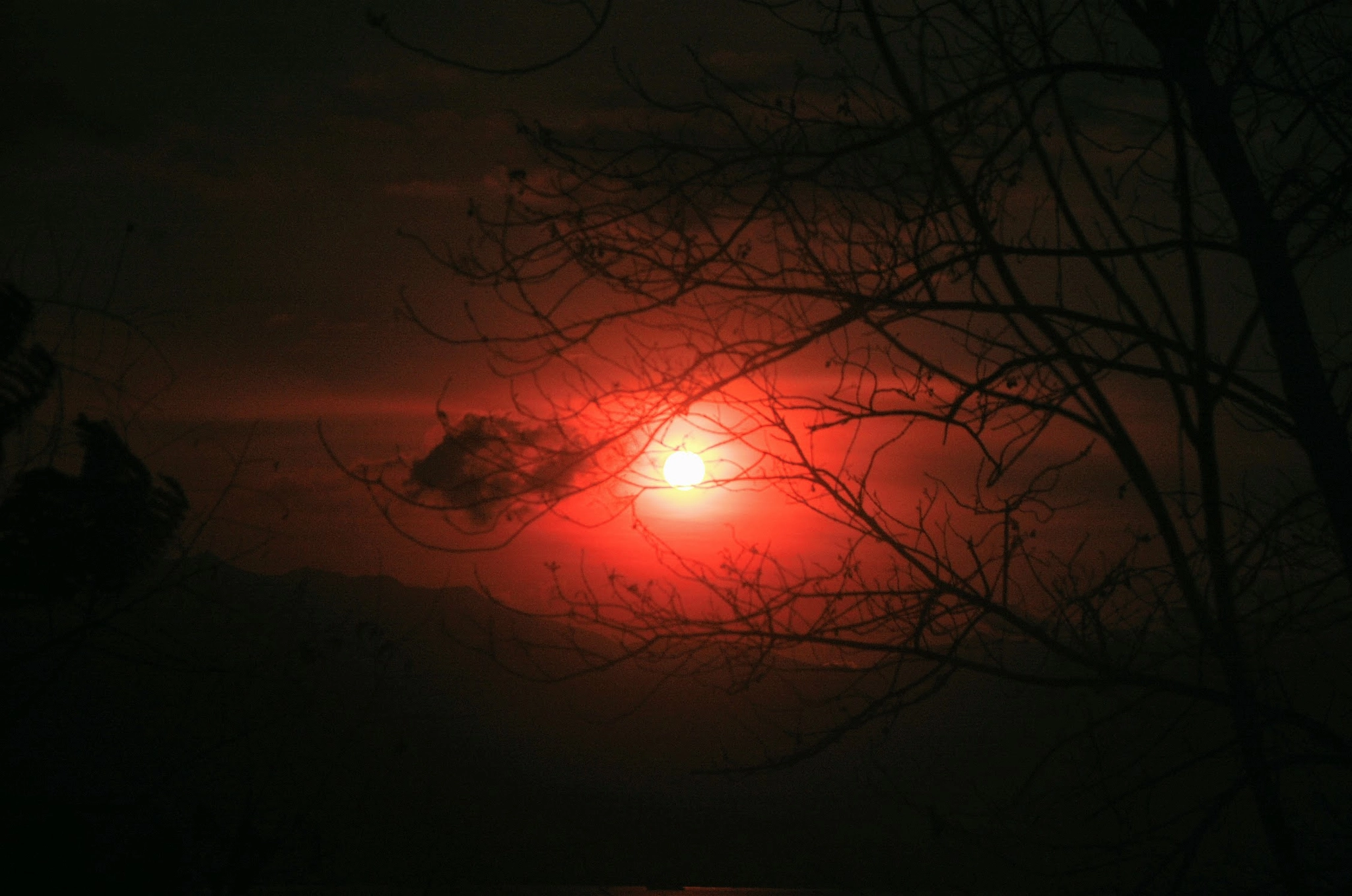 Nikon D40 sample photo. Iris photography