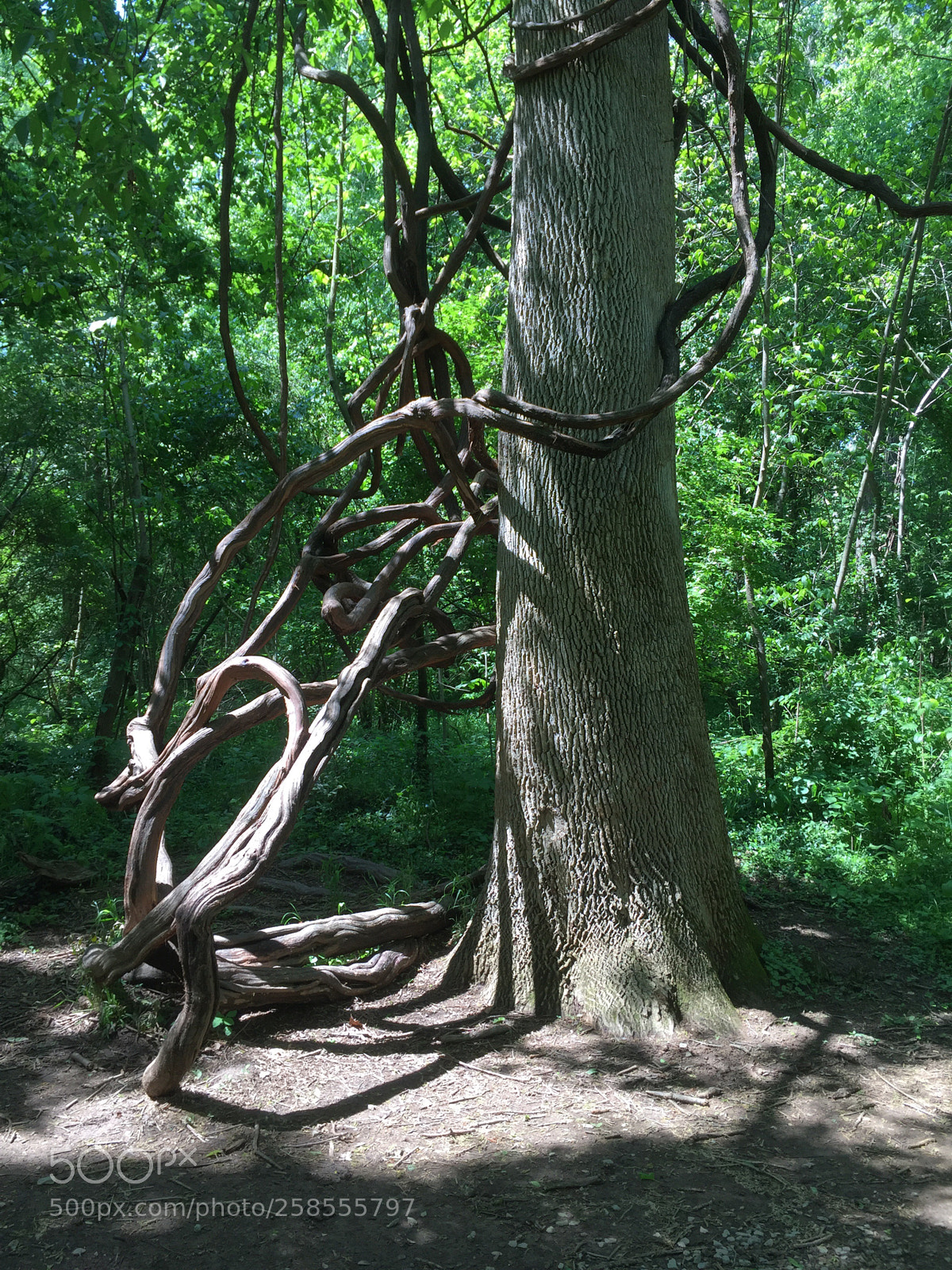 Apple iPhone 6 sample photo. Twisted nature photography