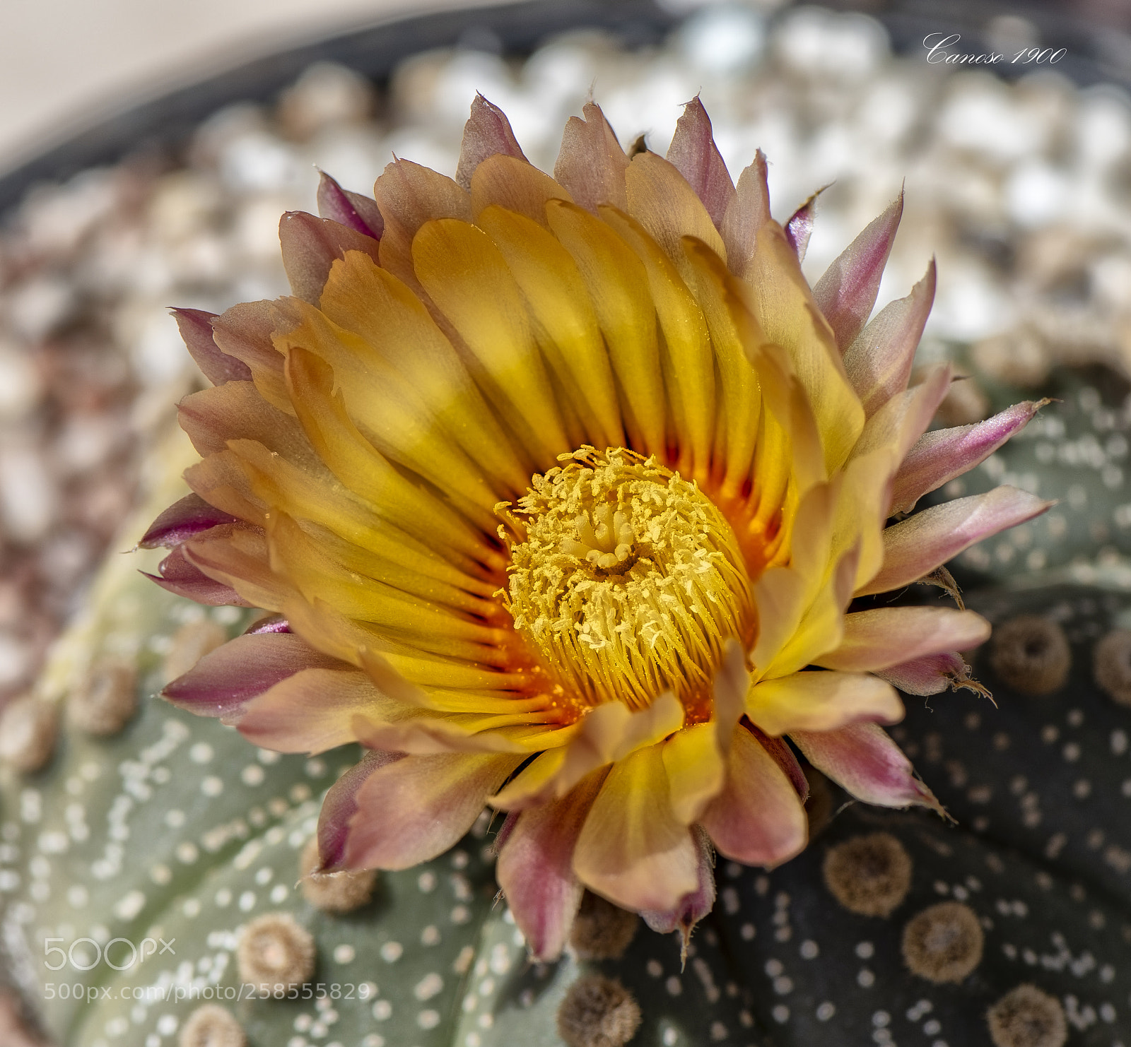 Nikon D810 sample photo. Flor photography