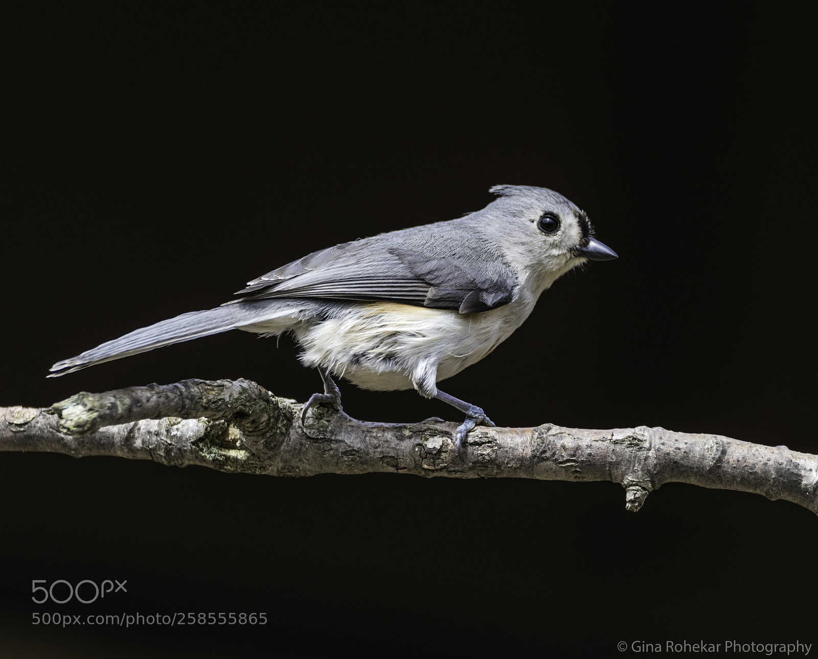 Nikon D850 sample photo. Tufted titmouse photography