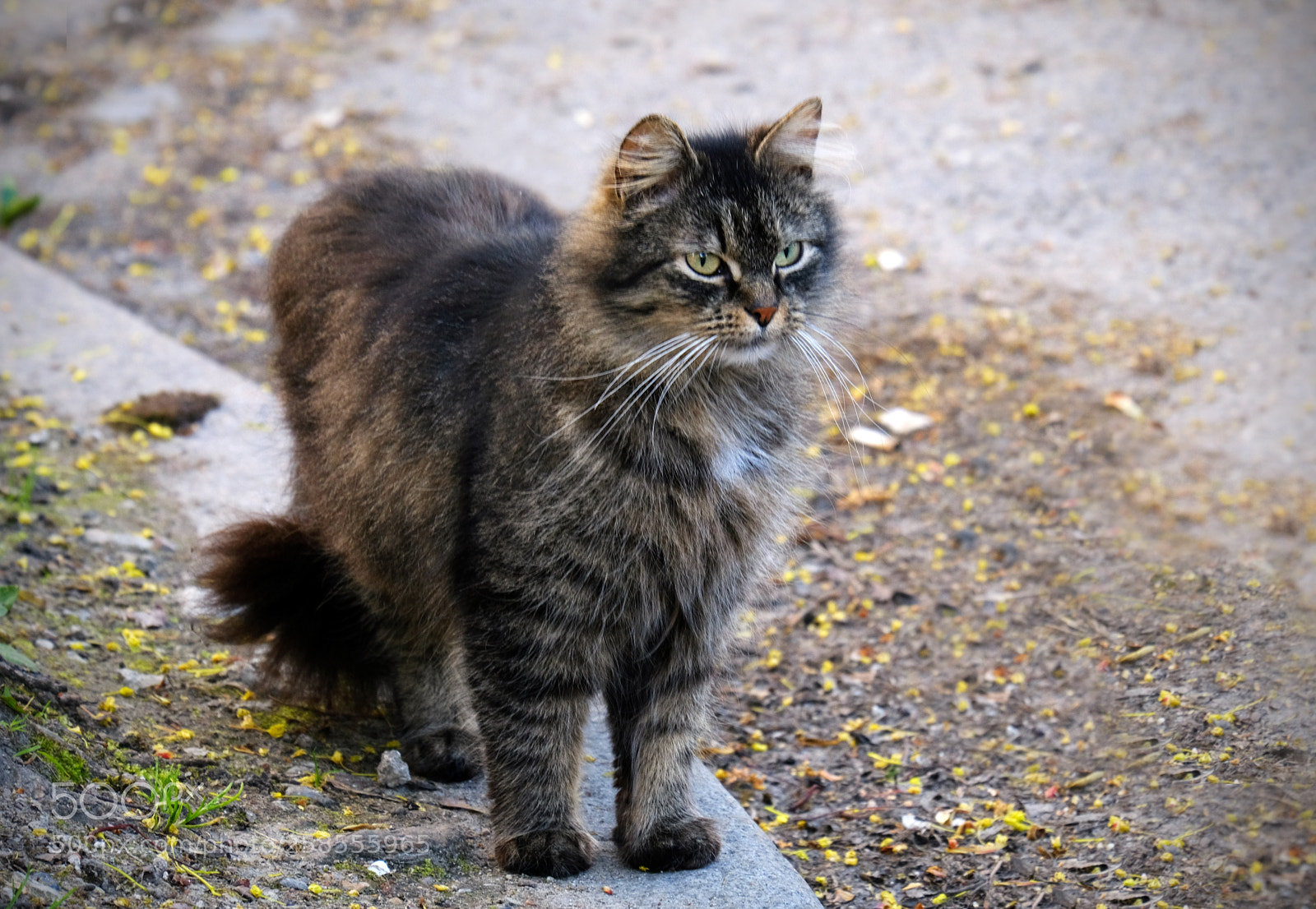 Fujifilm X-T20 sample photo. Gray fluffy cat photography