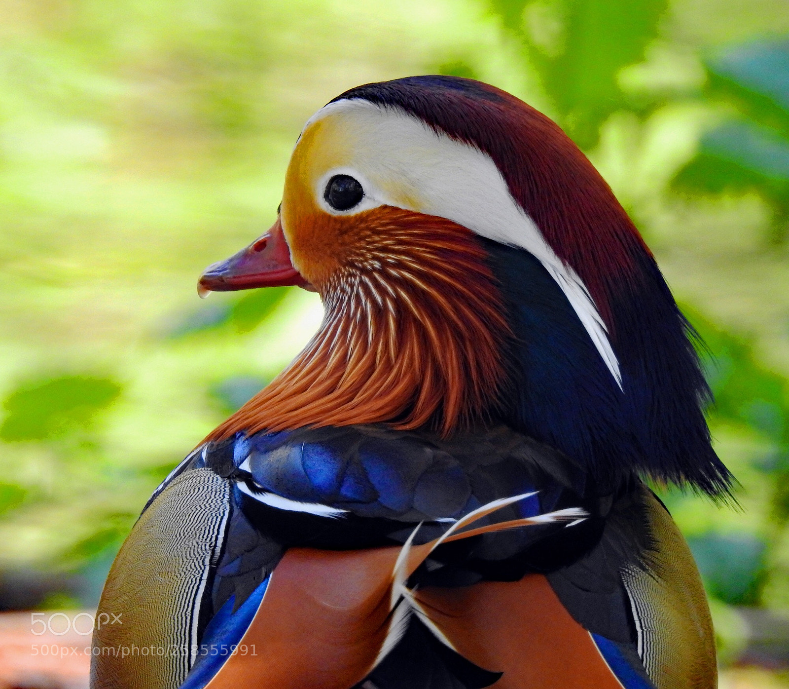 Nikon Coolpix P900 sample photo. Handsome man (mandarin duck) photography