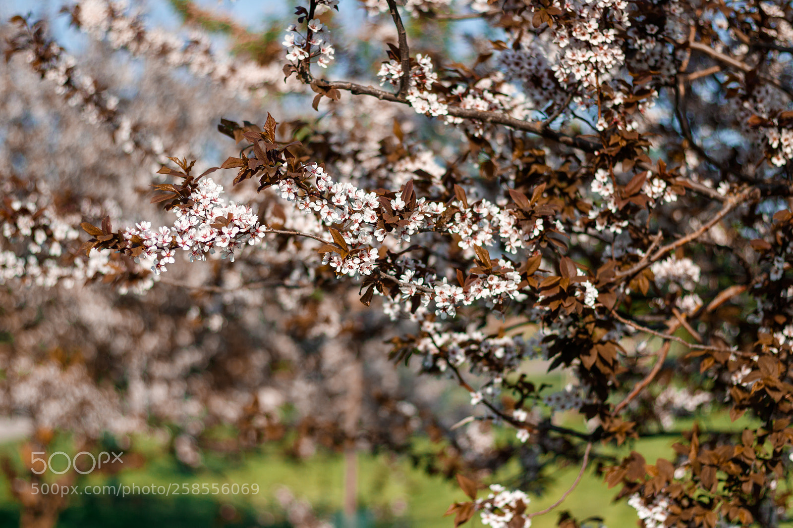 Canon EOS 760D (EOS Rebel T6s / EOS 8000D) sample photo. Branches of a flowering photography