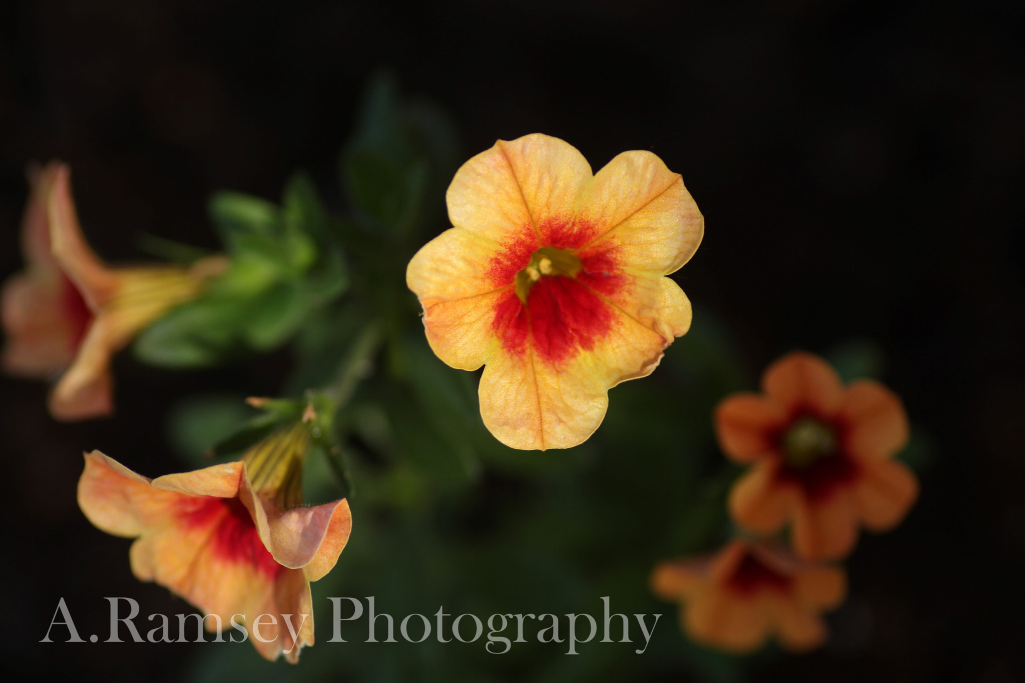 Canon EOS 700D (EOS Rebel T5i / EOS Kiss X7i) + Tamron SP AF 90mm F2.8 Di Macro sample photo. Standout orange photography