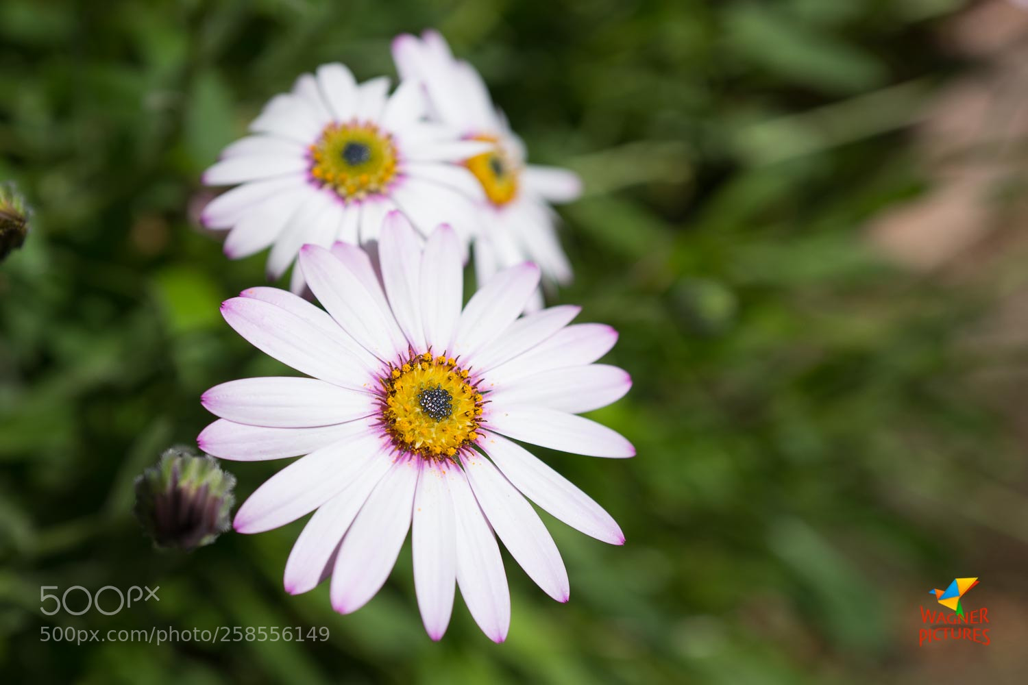 Leica Q (Typ 116) sample photo. South african daisy photography
