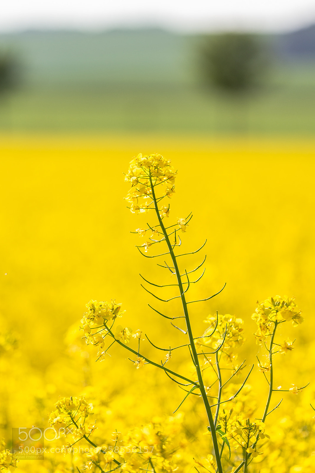 Canon EOS 6D sample photo. Simply yellow photography
