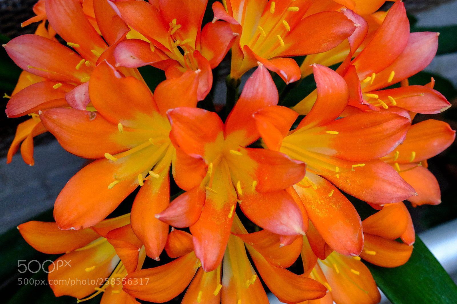 Fujifilm X-T10 sample photo. Jim timko - 2018 photography