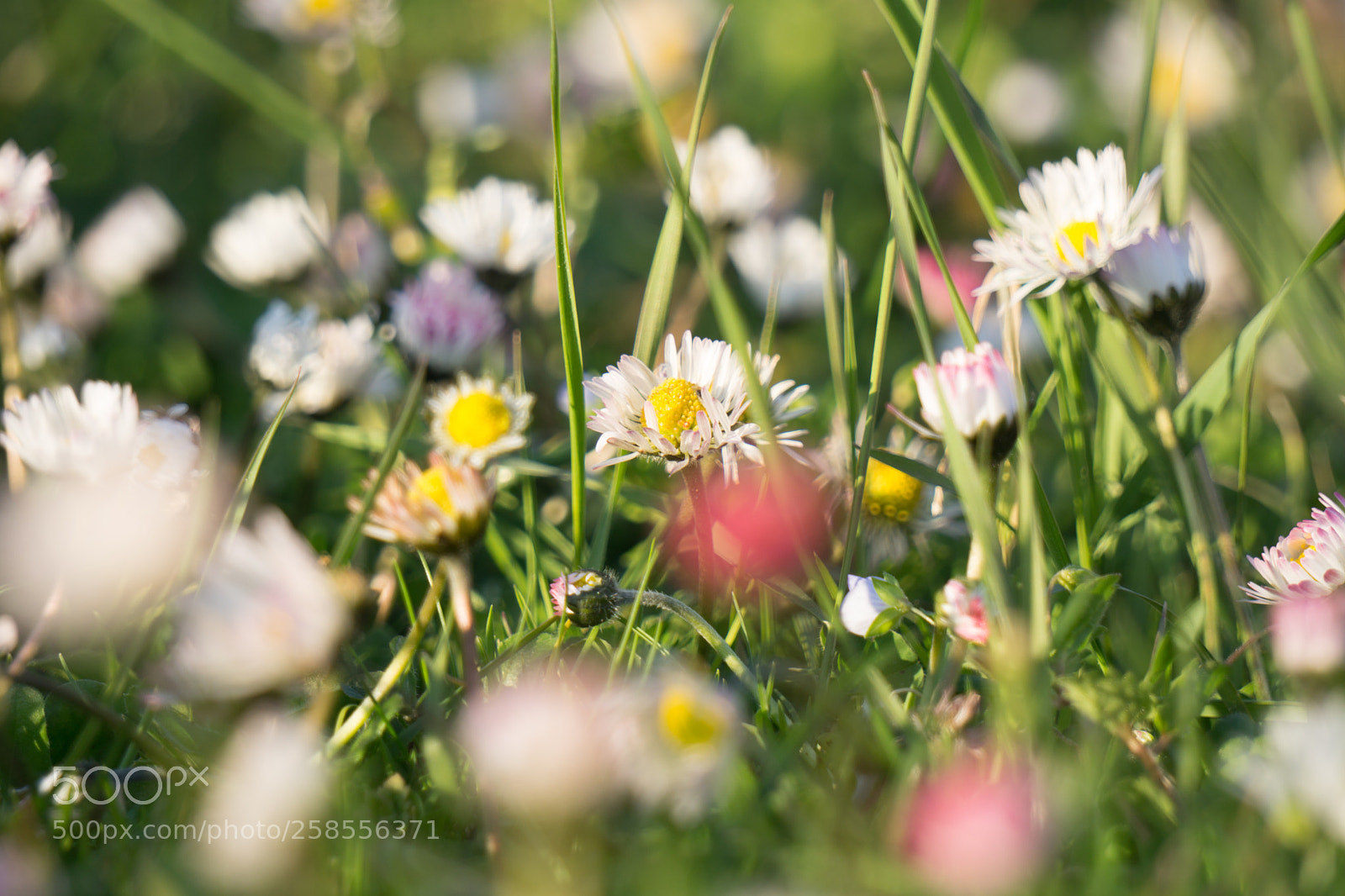 Sony a6000 sample photo. Magical spring time photography
