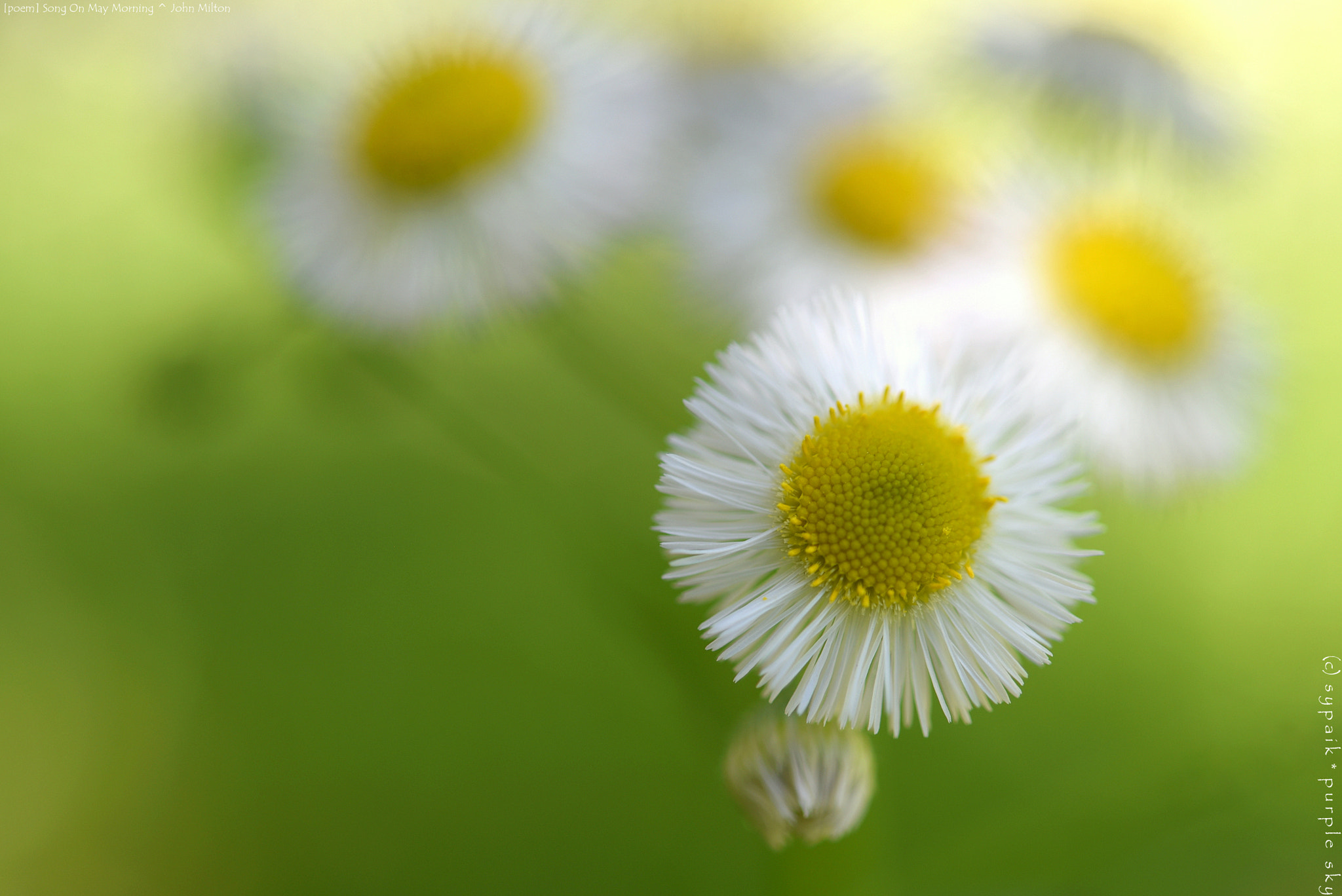 Nikon D750 + Nikon AF-S Micro-Nikkor 60mm F2.8G ED sample photo. Song on may morning ** photography