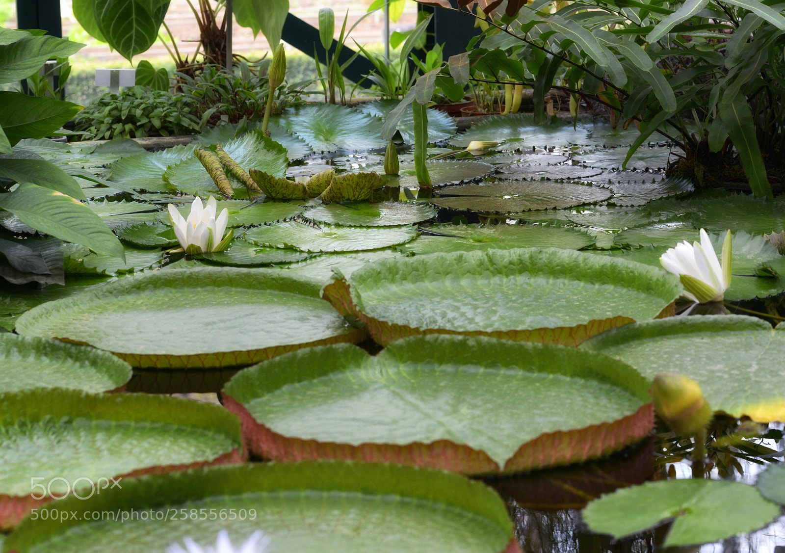 Nikon D800 sample photo. Flo_7881-1.jpg photography