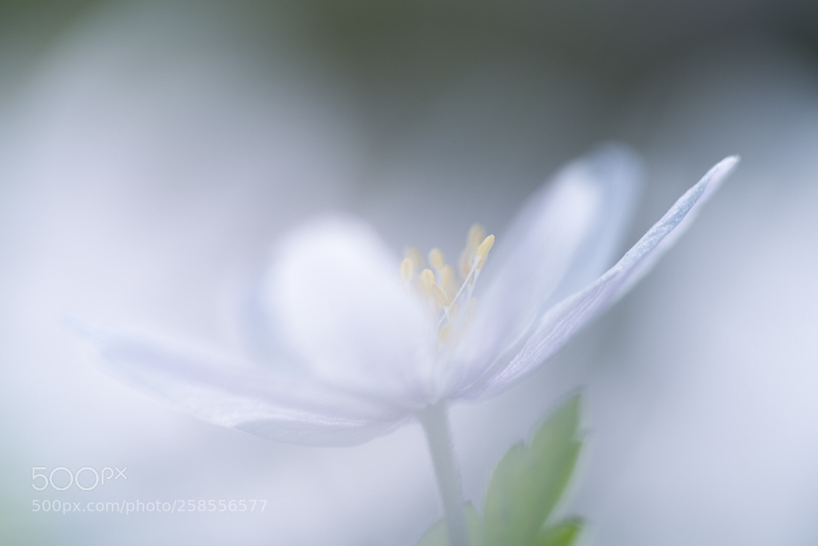 Sony a7R II sample photo. Anemone nemorosa photography