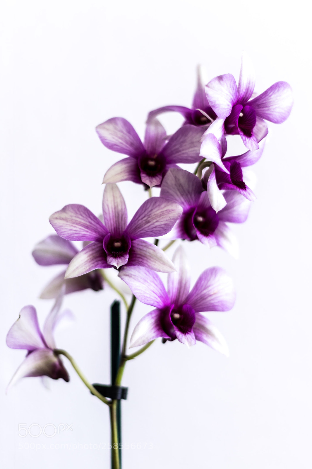 Canon EOS 80D sample photo. Dendrobium photography
