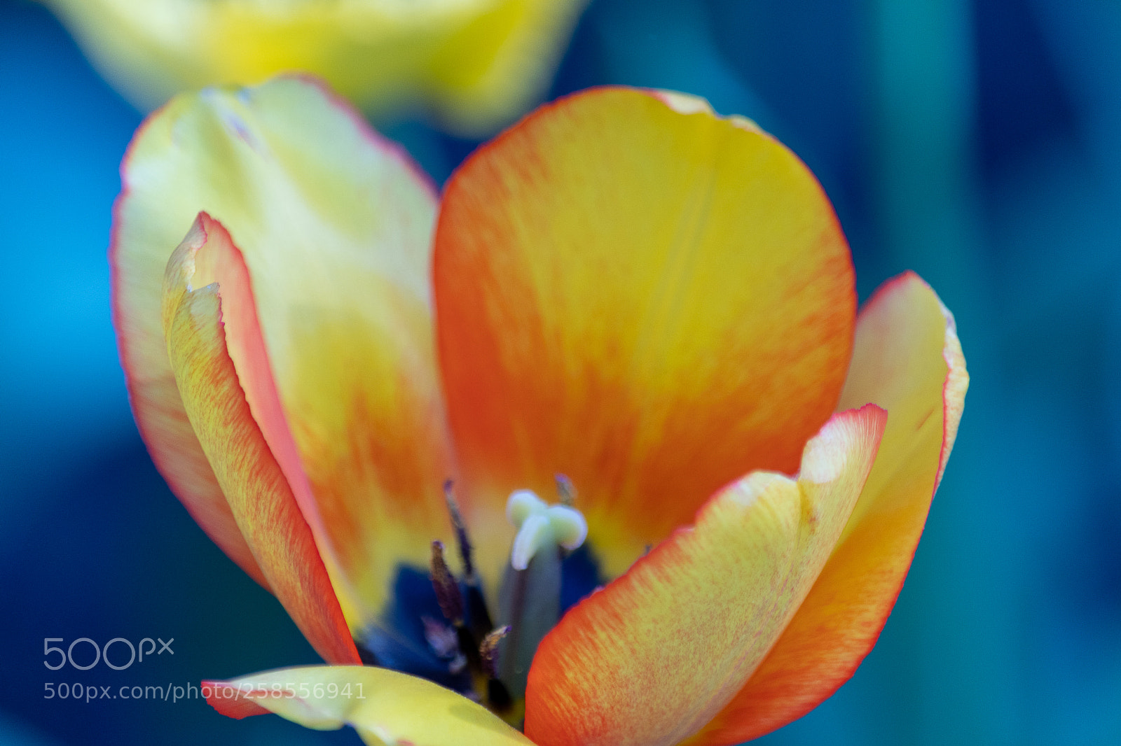 Nikon D500 sample photo. Flower 4 photography