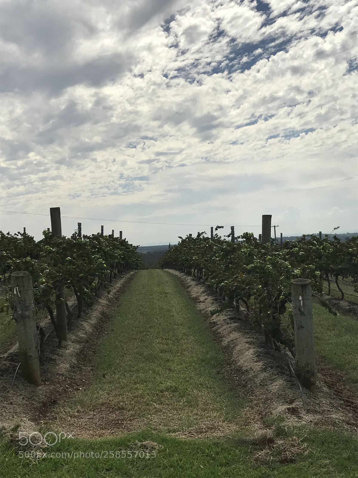 Apple iPhone 7 sample photo. Vineyard  photography