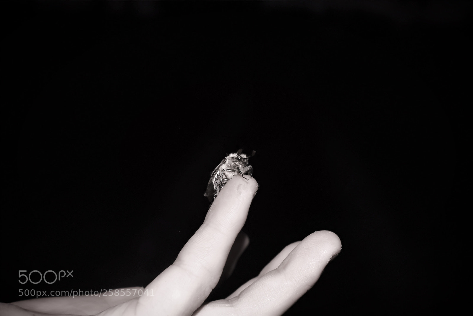 Nikon D3400 sample photo. May beetle photography