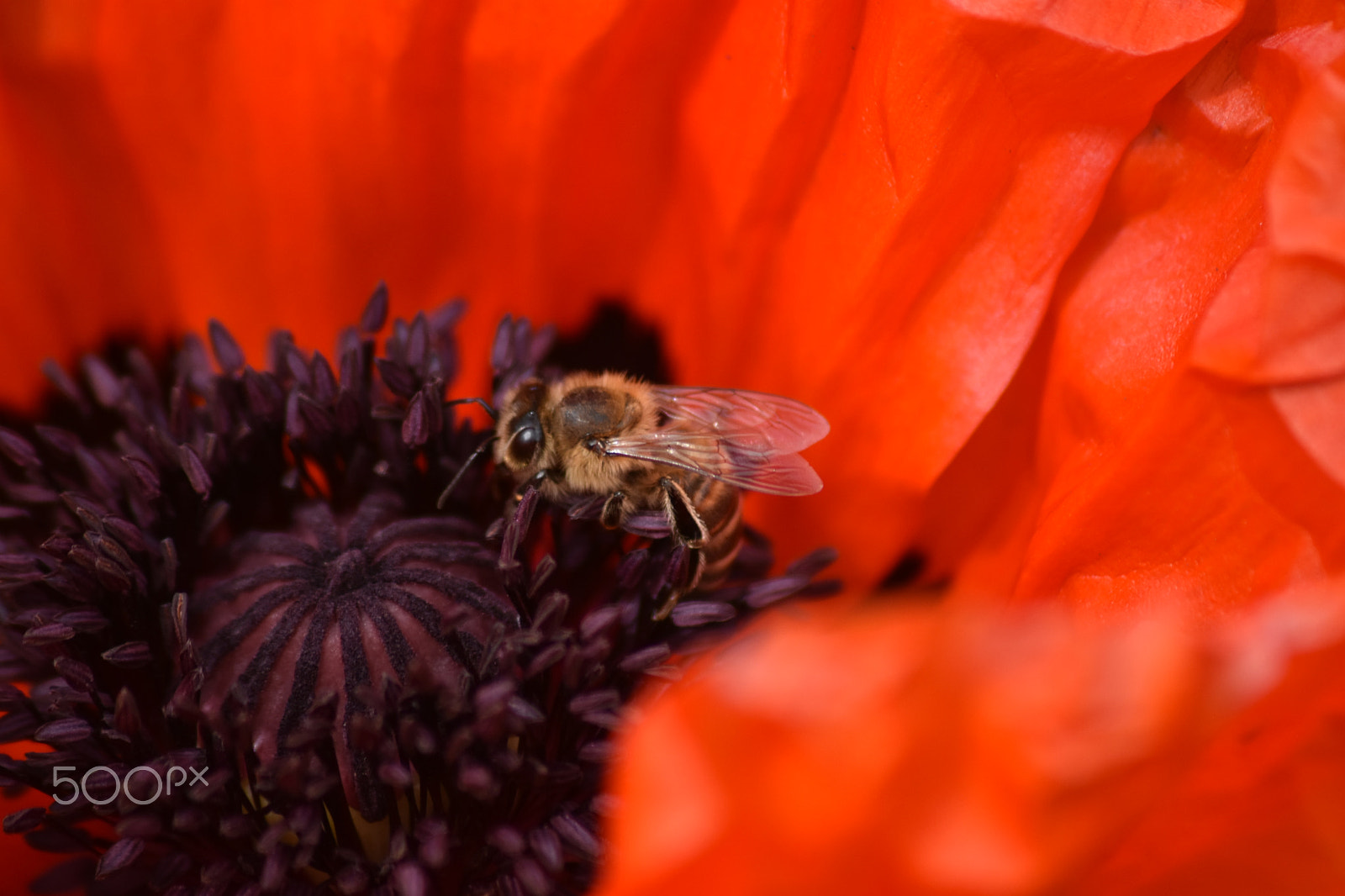 Nikon D3400 + Sigma 70-300mm F4-5.6 APO DG Macro sample photo. Dsc photography